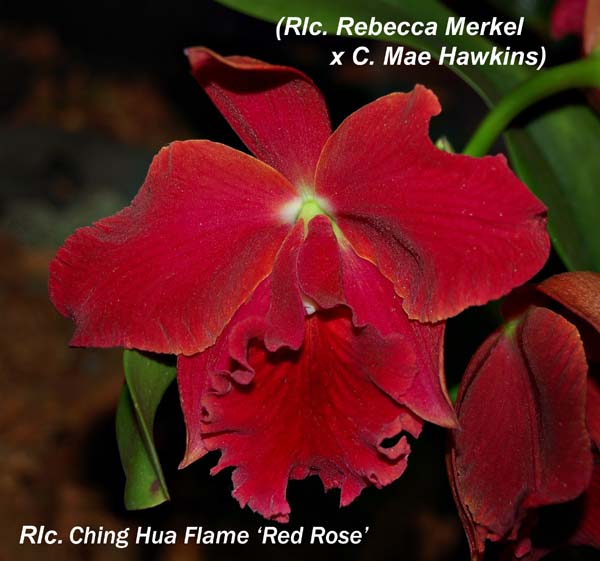 Rlc. Ching Hua Flame_5667