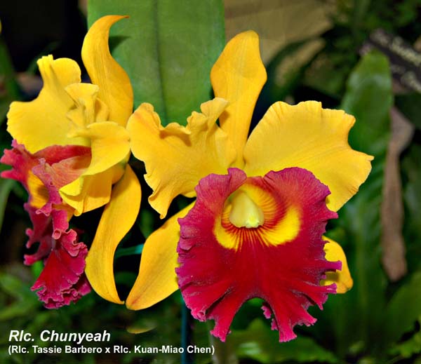 Rlc. Chunyeah (Rlc. Tassie Barbero x Rlc. Kuan-Miao Chen) _4418