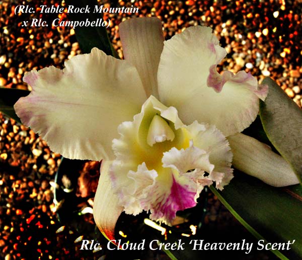 Rlc. Cloud Creek _1085