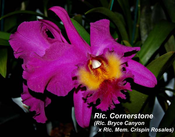 Rlc. Cornerstone (Rlc. Bryce Canyon x Rlc. Memoria Crispin Rosales) 2188