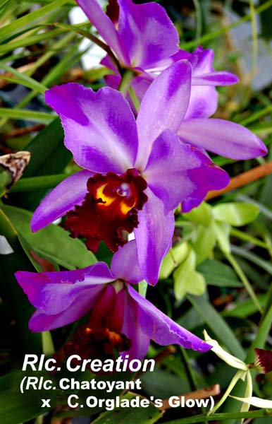 Rlc. Creation (Rlc. Chatoyant x C. Orglade s Glow)_0891