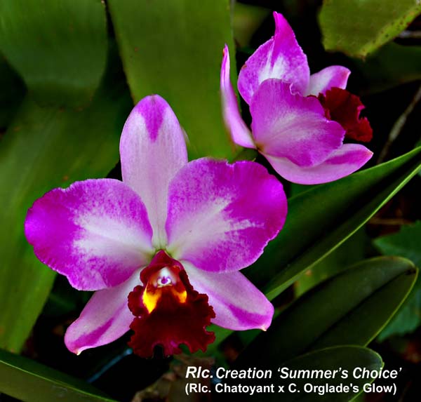 Rlc. Creation _6732