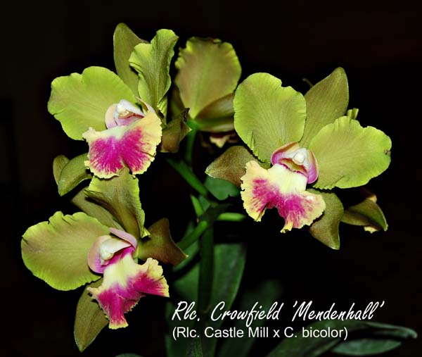 Rlc. Crowfield _0971