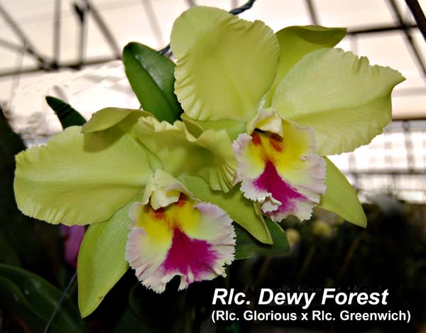 Rlc. Dewy Forest _5100