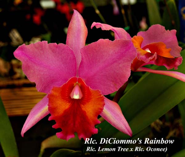 Rlc. DiCiommo's Rainbow (Rlc. Lemon Tree x Rlc. Oconee)_0426