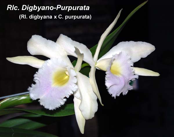 Rlc. Digbyano-Purpurata_5228
