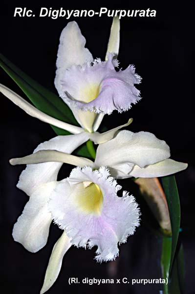 Rlc. Digbyano-Purpurata_5230
