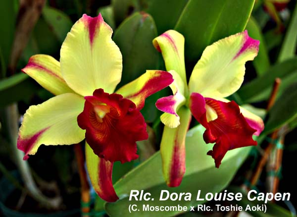 Rlc. Dora Louise Capen _4035