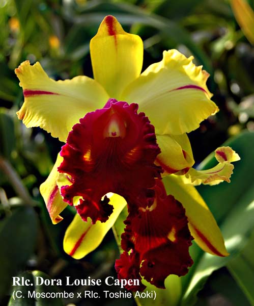 Rlc. Dora Louise Capen_7626
