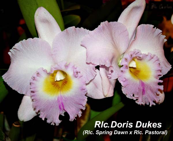 Rlc. Doris Dukes_9884