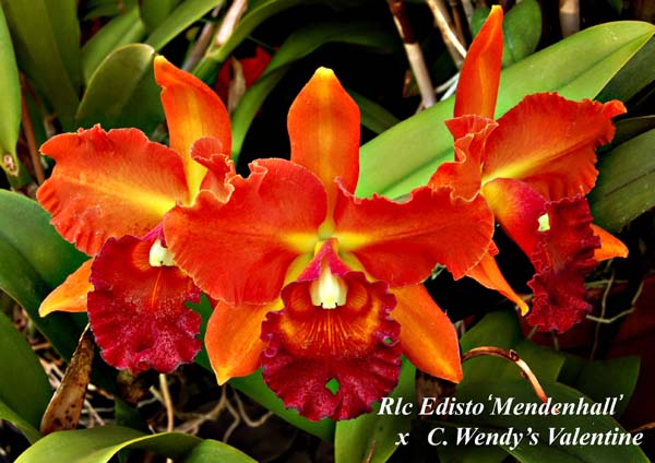 Rlc. Edisto  x  C. Wendy's Valentine_9781