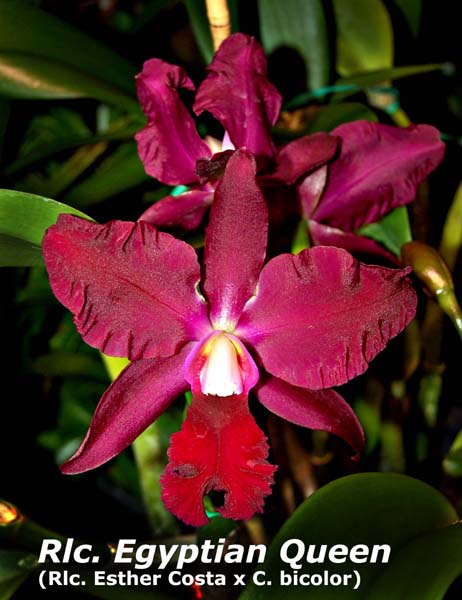 Rlc. Egyptian Queen  _2387