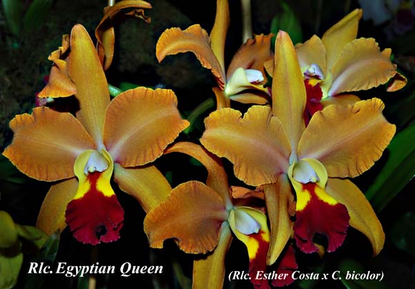 Rlc. Egyptian Queen_9527