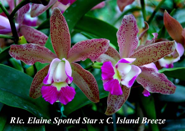 Rlc. Elaine Spotted Star x C. Island Breeze_1197