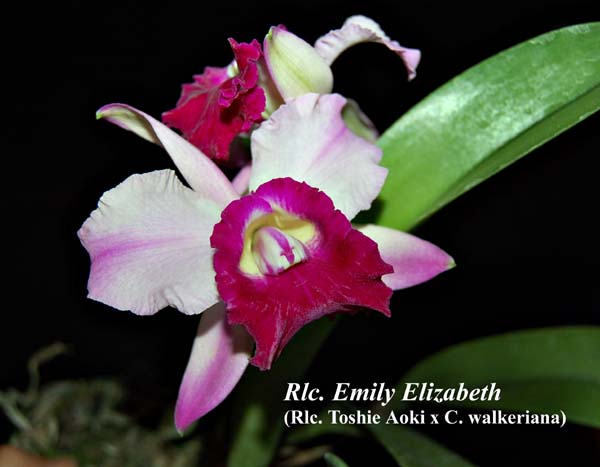 Rlc. Emily Elizabeth_3664