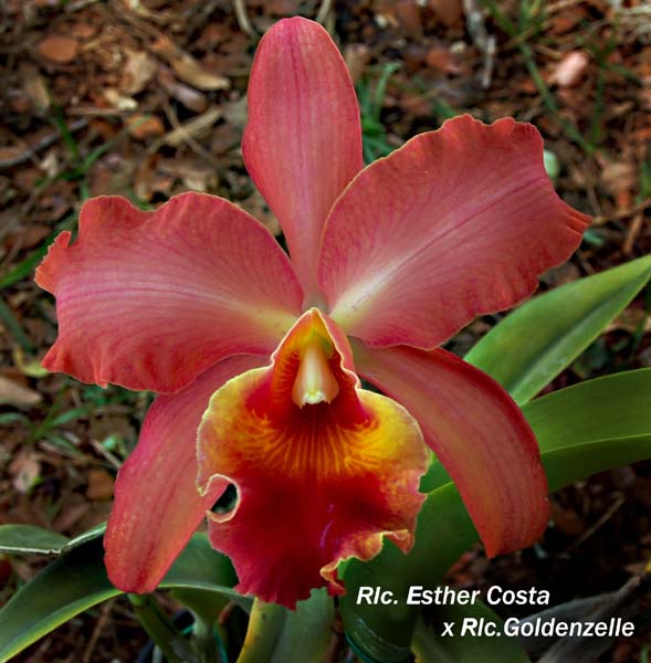 Rlc. Esther Costa x Rlc Goldenzelle_6721