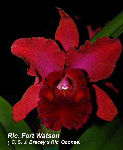 Rlc. Fort Watson  _1027