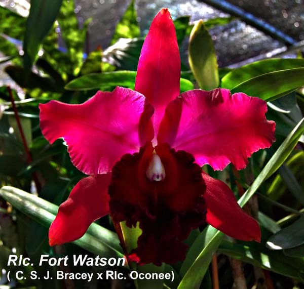 Rlc. Fort Watson (C. S. J. Bracey x Rlc. Oconee)_1326