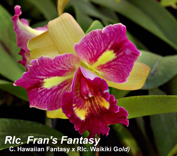 Rlc. Fran's Fantasy (C. Hawaiian Fantasy x Rlc. Waikiki Gold)_0539