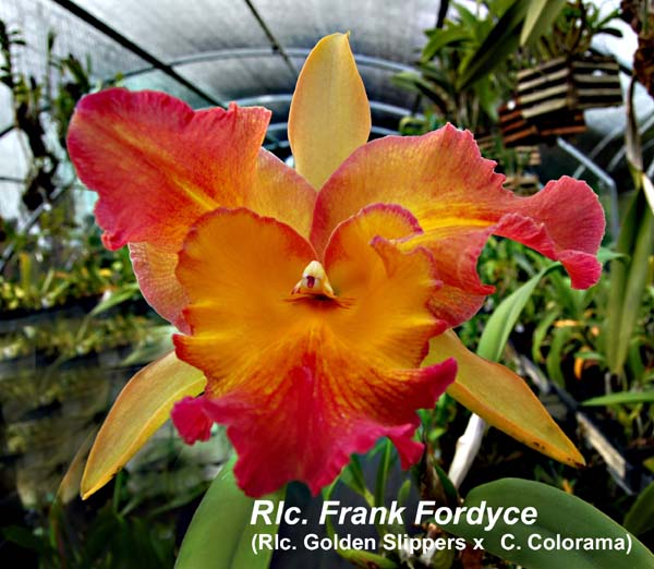 Rlc. Frank Fordyce (Rlc. Golden Slippers x C. Colorama)_0995