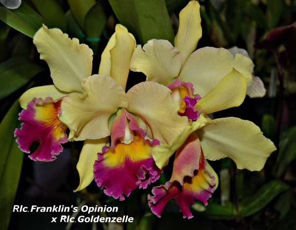 Rlc. Franklin's Opinion x Rlc. Goldenzelle_4273