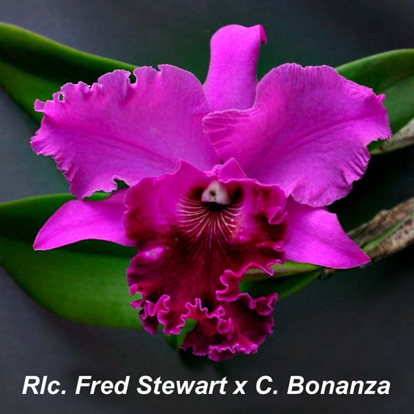 Rlc. Fred Stewart x C. Bonanza 2863