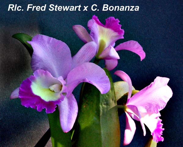 Rlc. Fred Stewart x C. Bonanza_1067