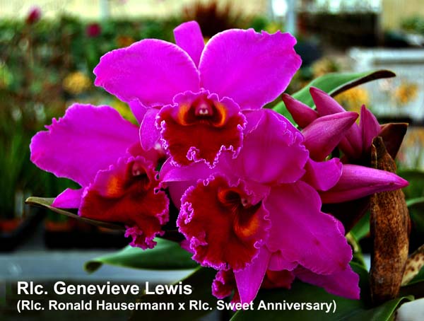 Rlc. Genevieve Lewis_1556