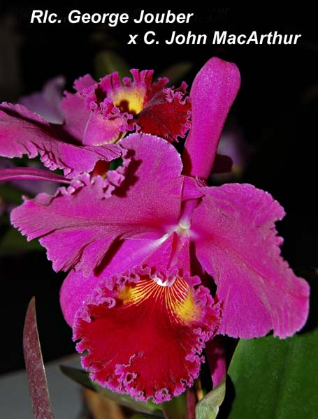 Rlc. George Joubert x C. John MacArthur_8786