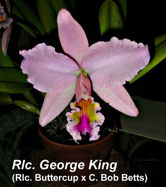Rlc. George King ' Serendipity'