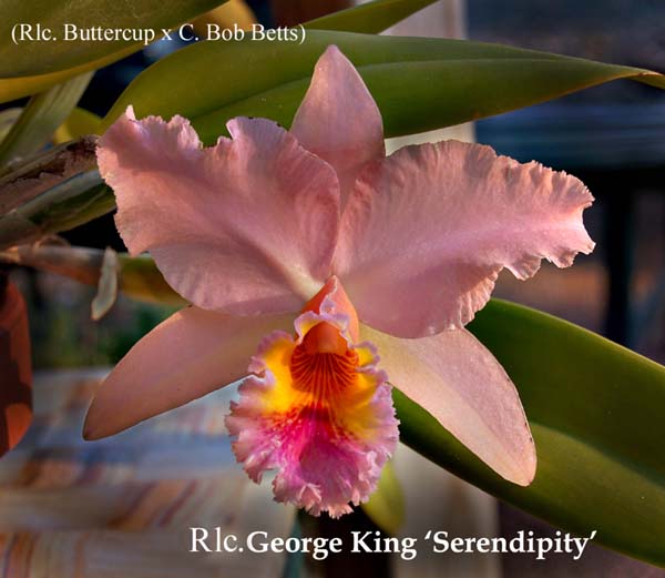 Rlc. George King 'Serendipity' 0006