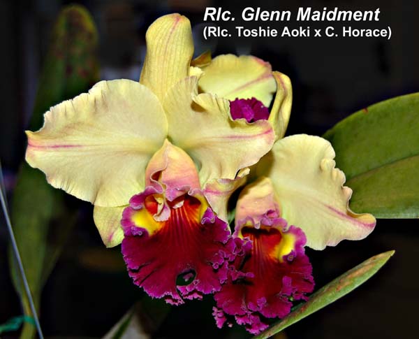 Rlc. Glenn Maidment _4132