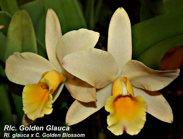 Rlc. Golden Glauca  Rl. glauca x C. Gloden Blossom_2222