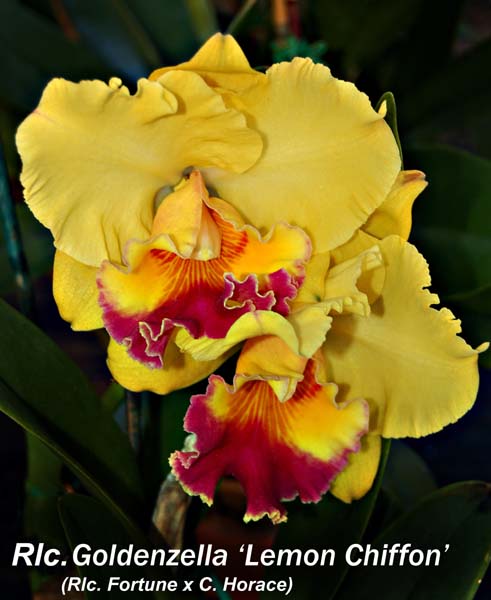 Rlc. Goldenzella 6531