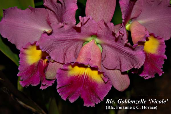 Rlc. Goldenzelle  Nicole _5670