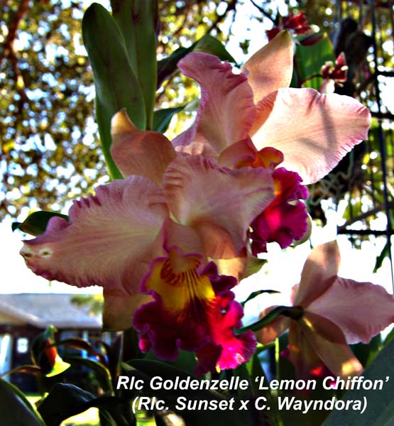Rlc. Goldenzelle  x (Rlc. Sunset x C. Wayndora) _5000