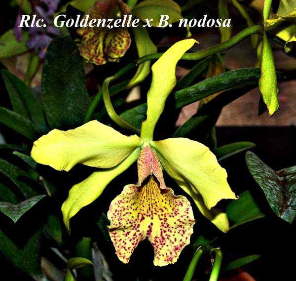 Rlc. Goldenzelle x B. nodosa_6065