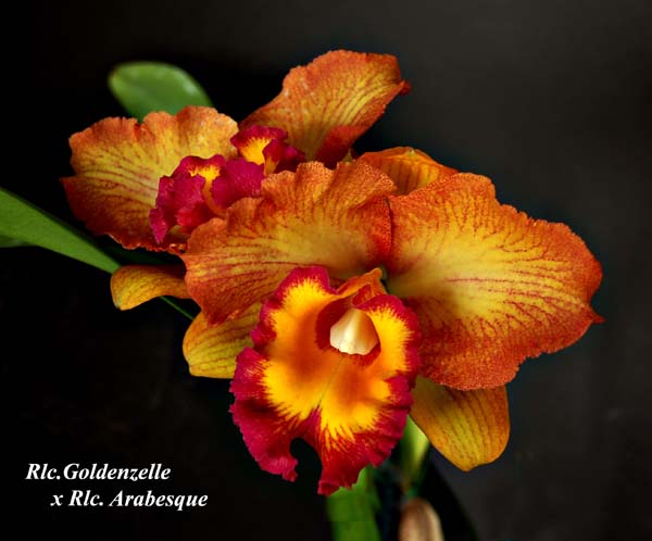 Rlc. Goldnzelle x Rlc. Arabesque_5434