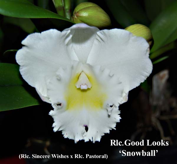 Rlc. Good Looks _8484