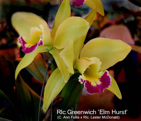 Rlc. Greenwich _0812