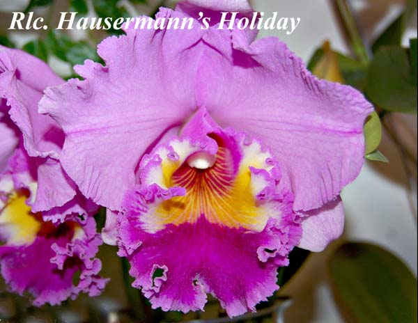 Rlc. Hausermann's Holiday_2595