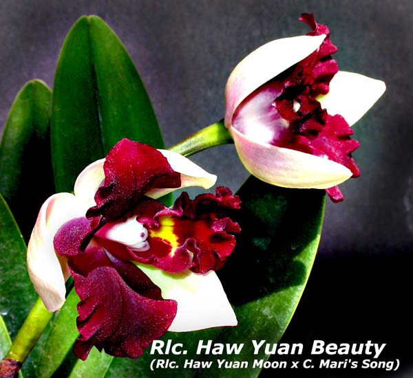 Rlc. Haw Yuan Beauty 3504