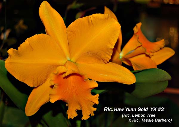 Rlc. Haw Yuan Gold _5976