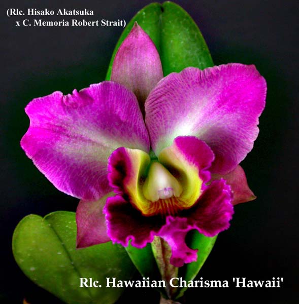 Rlc. Hawaiian Charisma 2004