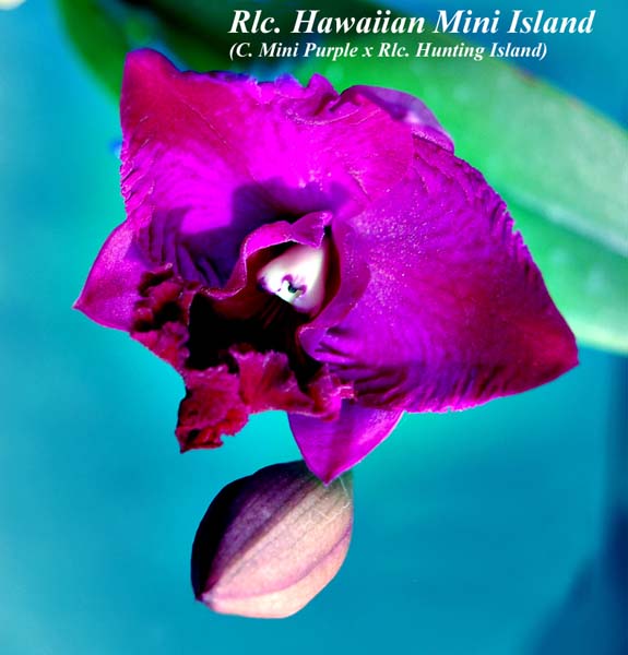 Rlc. Hawaiian Mini Island  0007