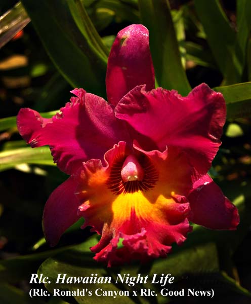 Rlc. Hawaiian Nigh Life 8053