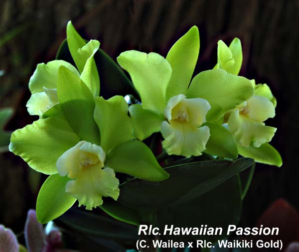 Rlc. Hawaiian Passion_6989