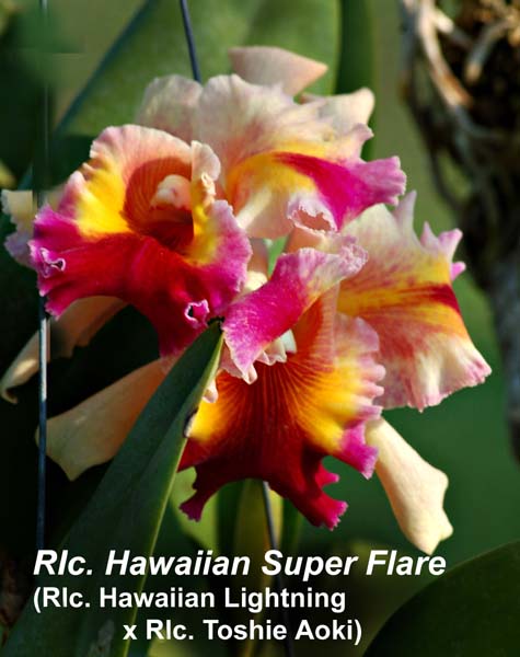 Rlc. Hawaiian Super Flare (Blc. Hawaiian Lightning x Rlc. Toshie Aoki)_0713