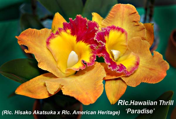 Rlc. Hawaiian Thrill  5939