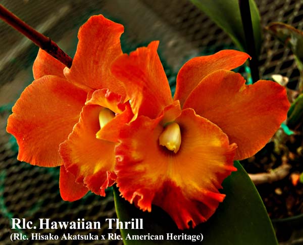 Rlc. Hawaiian Thrill_7602